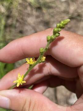 Imagem de Agrimonia microcarpa Wallr.