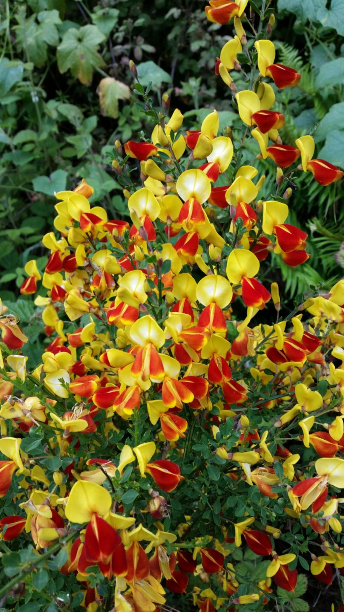 Image of Scotch broom