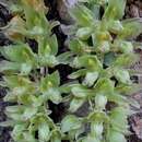 Image of Clowesia russelliana (Hook.) Dodson