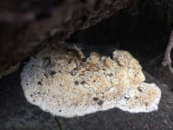 Schizopora paradoxa (Schrad.) Donk 1967 resmi