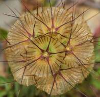 Imagem de Lomelosia stellata (L.) Rafin.