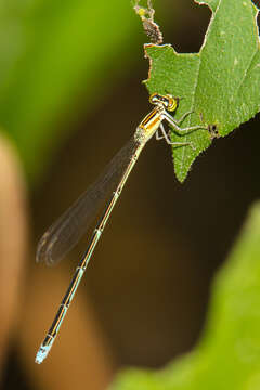 Image of Stream Bluet