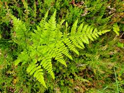 Image of Dryopteris aemula (Ait.) O. Kuntze