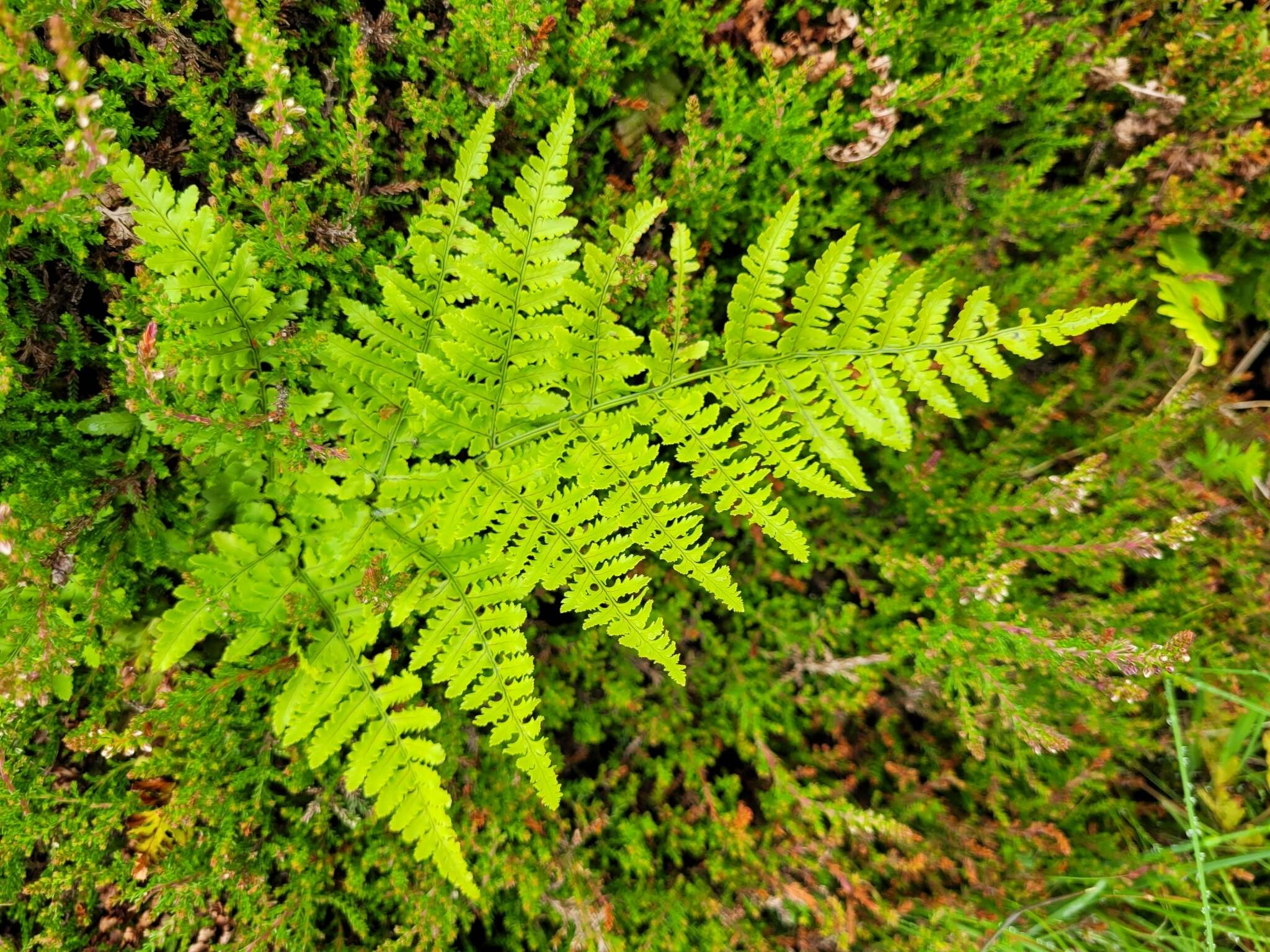 Imagem de Dryopteris aemula (Ait.) O. Kuntze