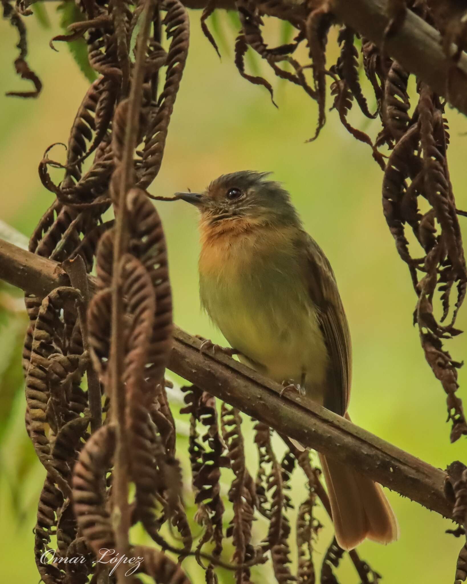 Plancia ëd Leptopogon rufipectus (Lafresnaye 1846)