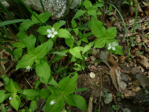 Image of Pseudostellaria heterophylla (Miq.) Pax