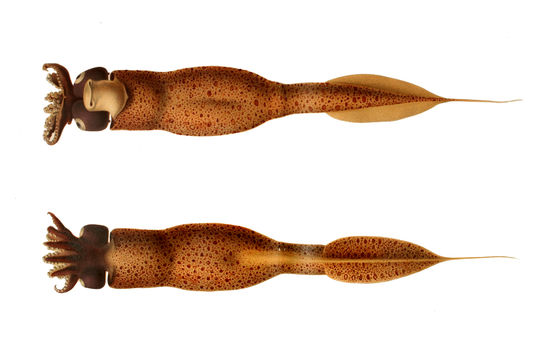 Image of <i>Taonius pavo</i> (Lesueur 1821)