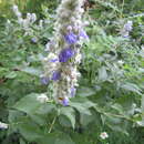 Image of Salvia breviflora Moc. & Sessé ex Benth.