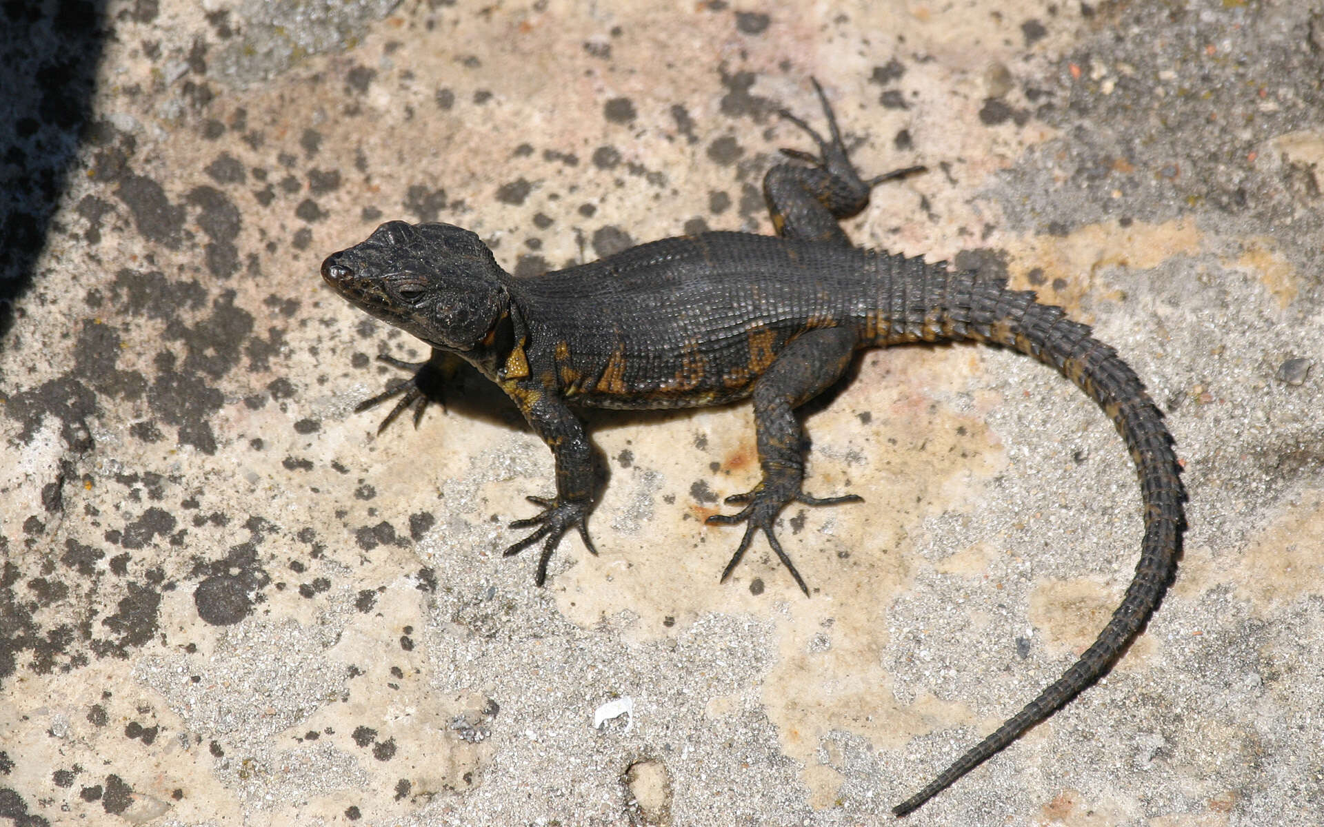 Image de Lézard des rochers