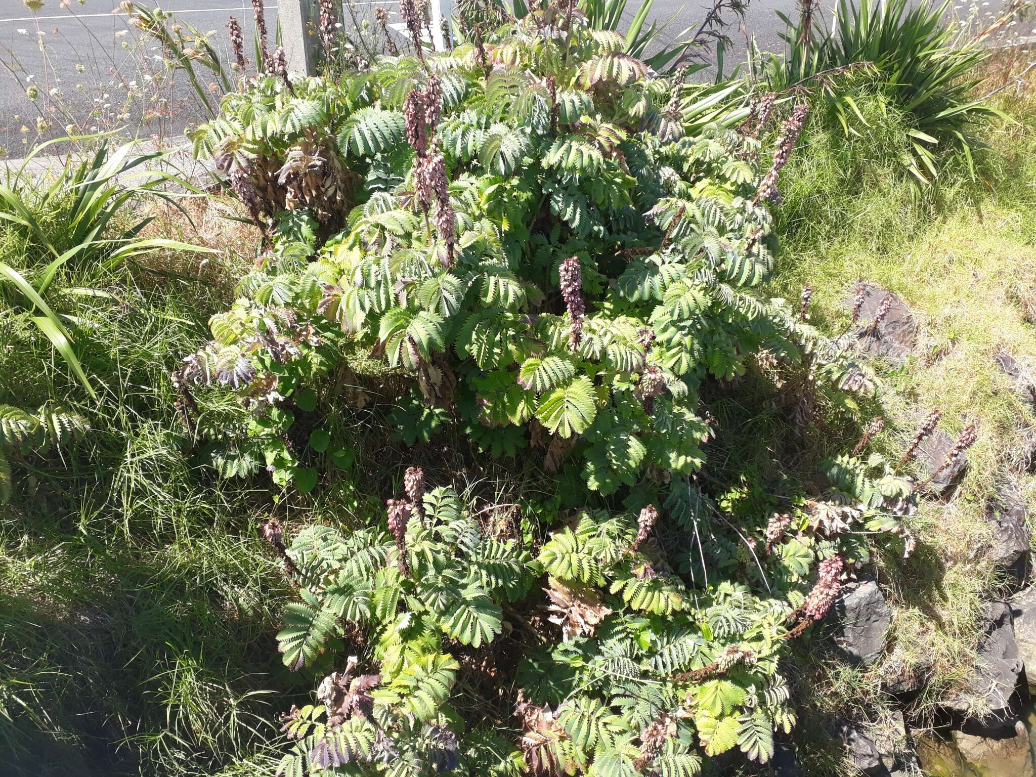 Image de Melianthus major L.