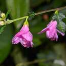 Imagem de Urena procumbens L.