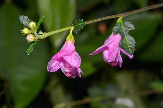 Image of bur mallow