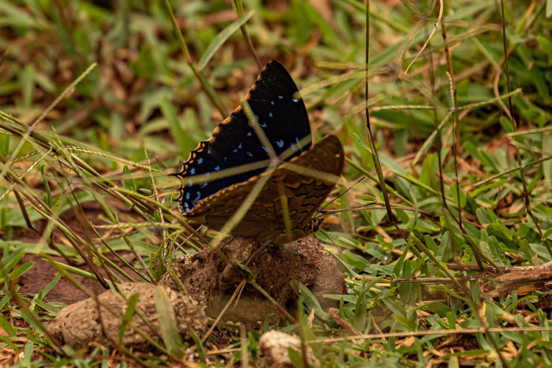 Imagem de Charaxes tiridates Cramer 1777