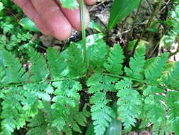 Image of mountain woodfern