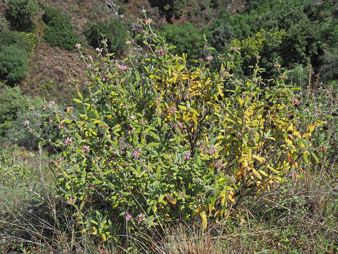 Image of Phlomis purpurea L.