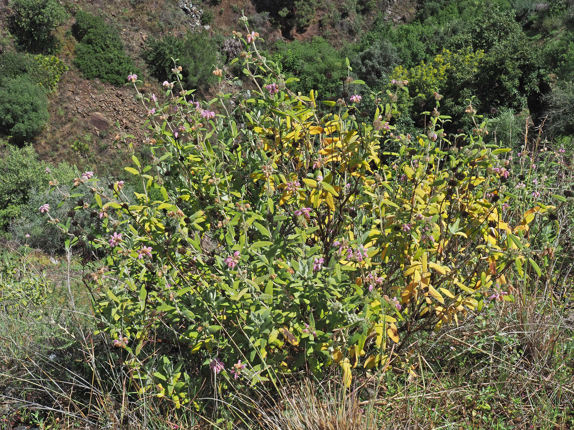 Image of Purple Jerusalem sage