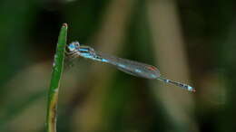 Image de Austrolestes leda (Selys 1862)