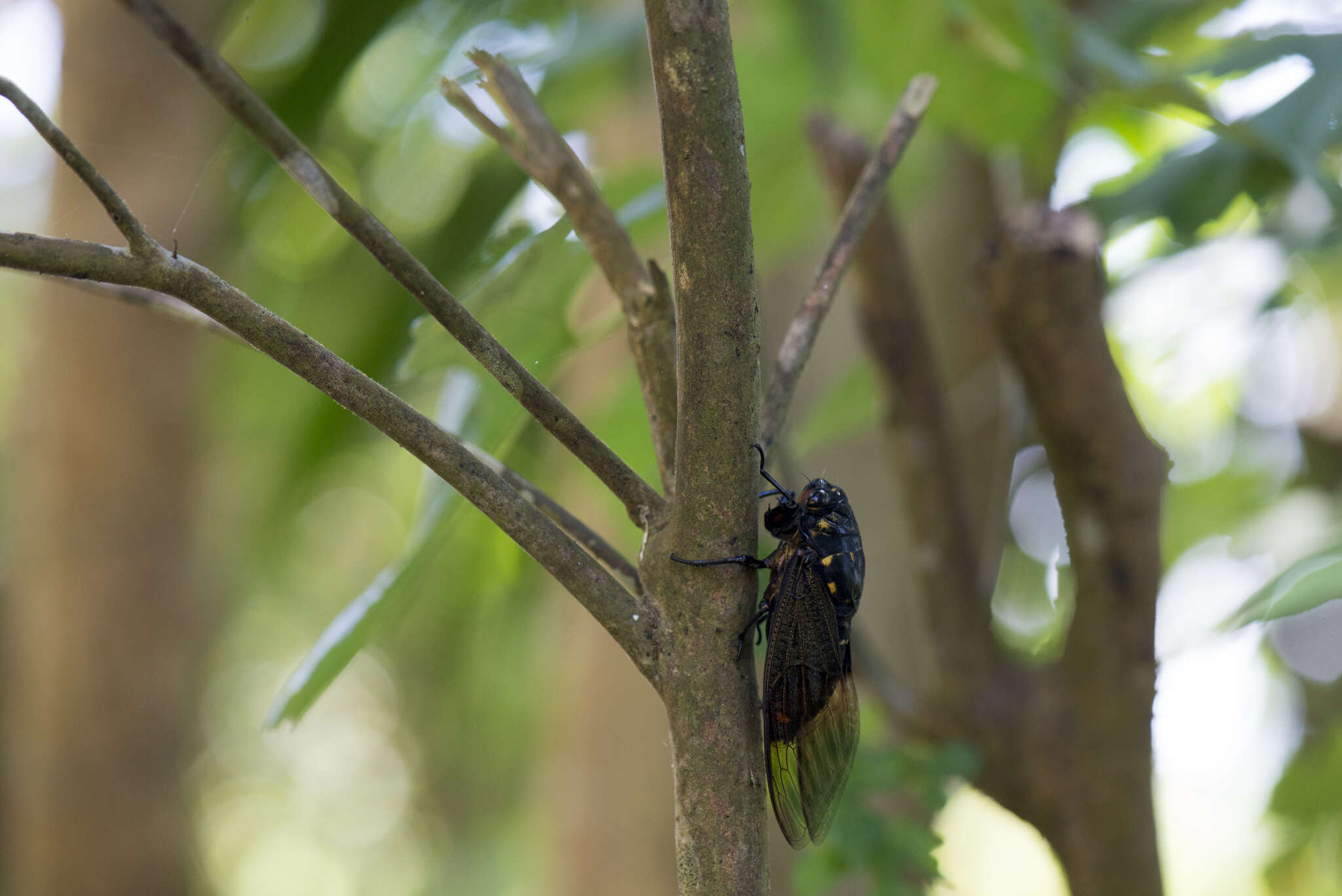 Image of Cryptotympana holsti Distant 1904