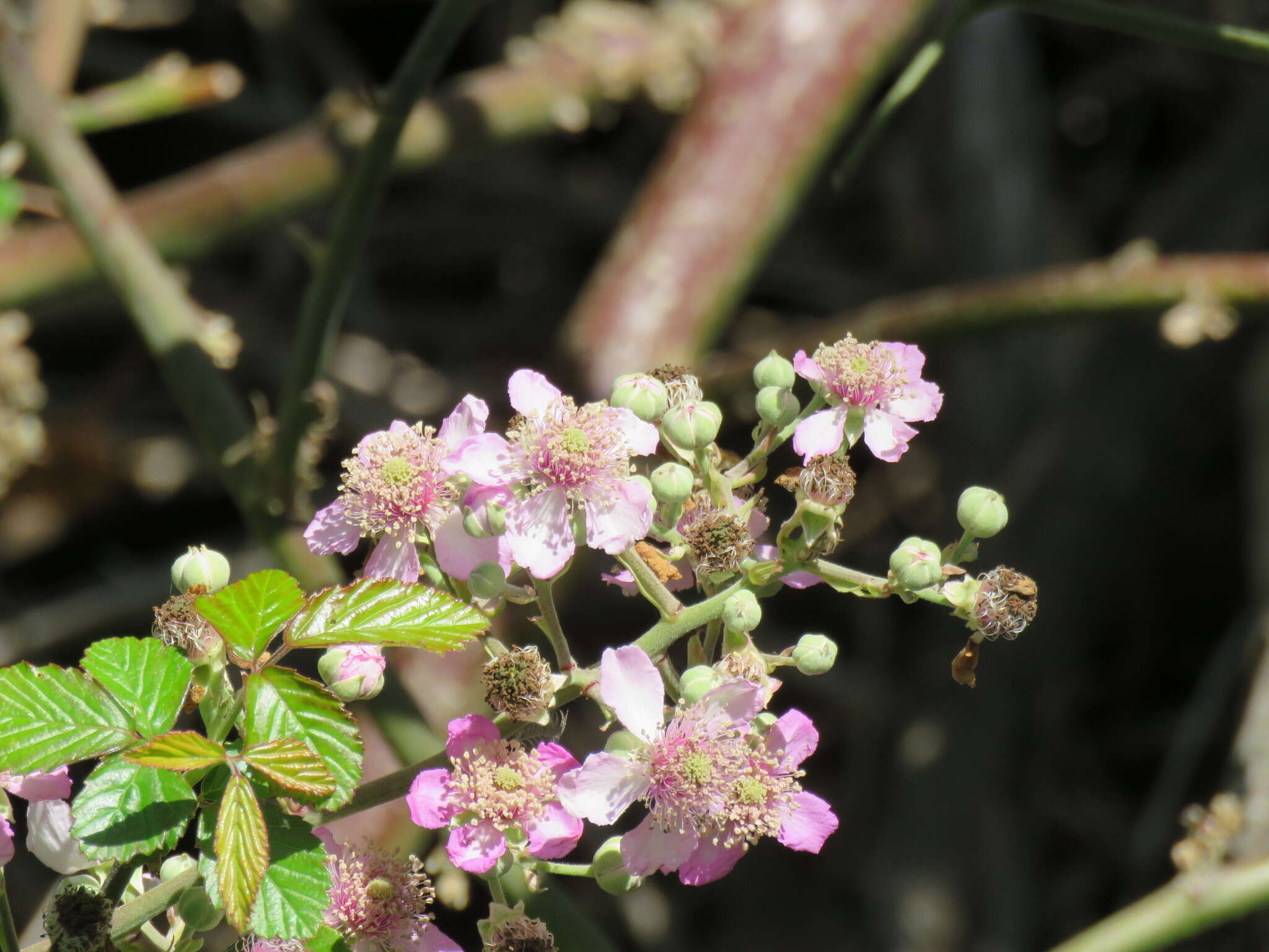 Imagem de Rubus ulmifolius var. anoplothyrsus