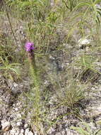 Image of blazing star