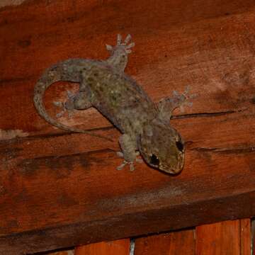 Geckolepis Grandidier 1867 resmi