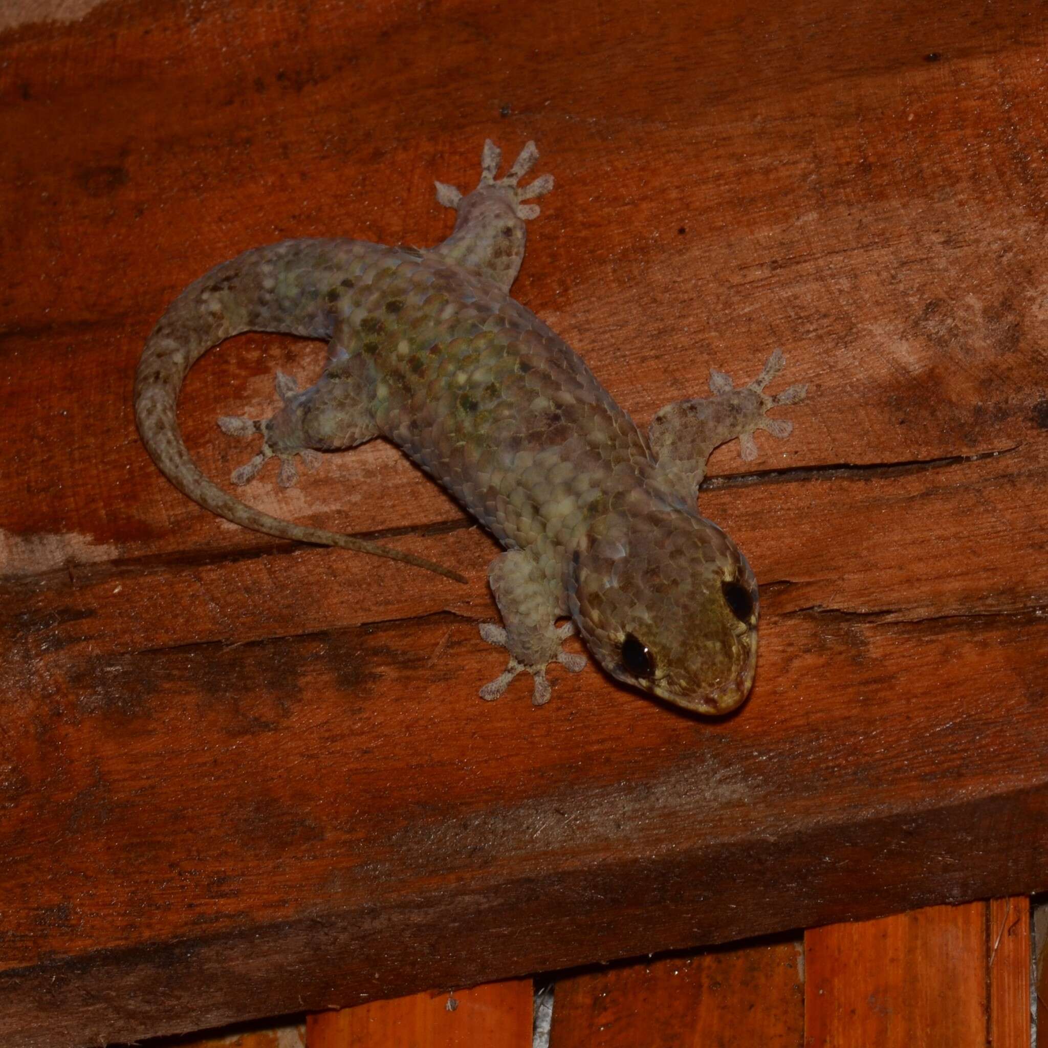 Image of Fish Scale Geckos