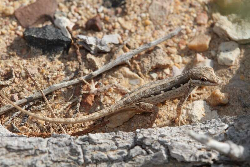 Image of Arnold's Rock Gecko