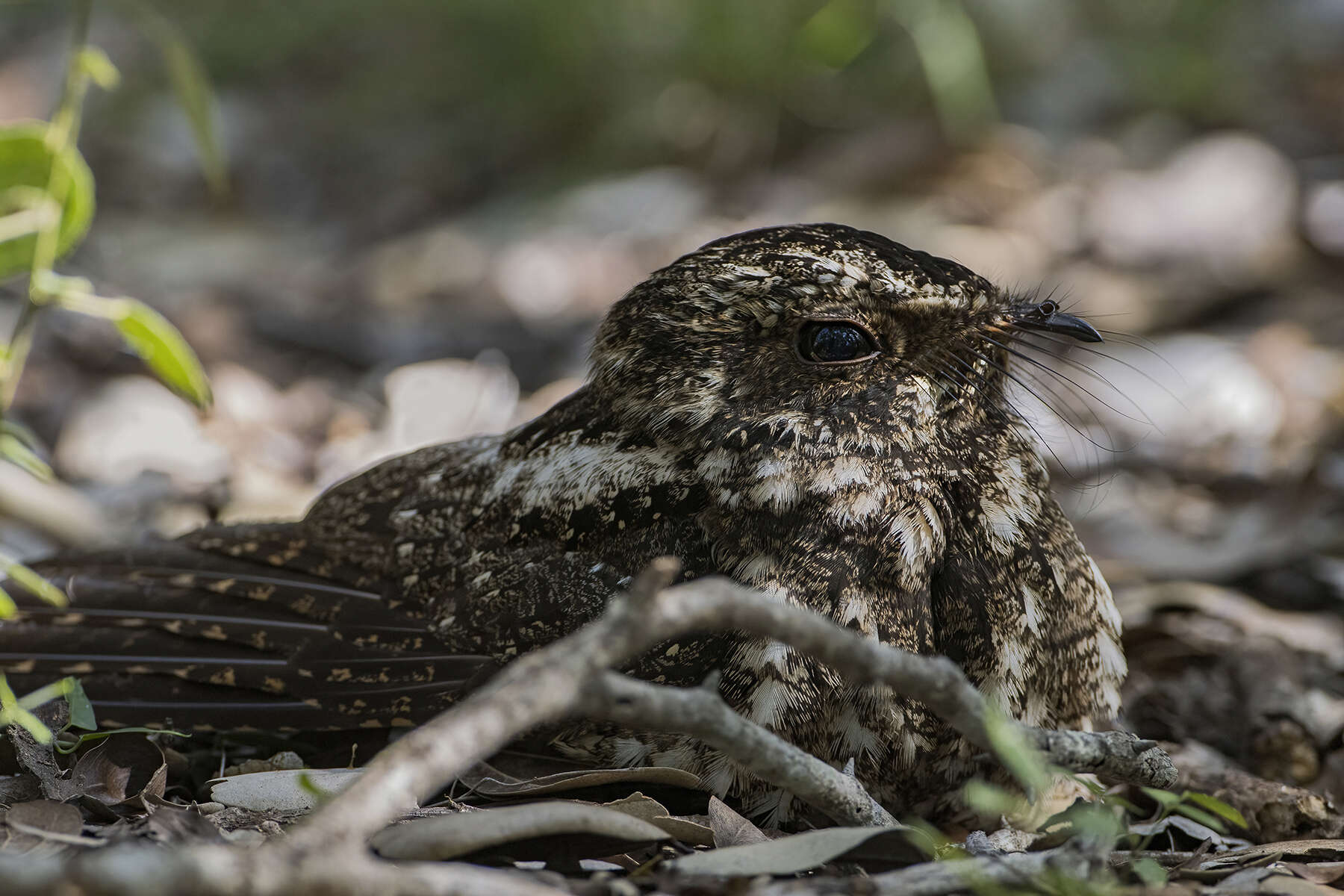 Image of Hispaniolan Nightjar