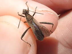 Image of Broad-headed bug