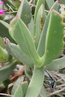 Image of Carpobrotus quadrifidus L. Bol.