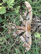 Image of Orizaba Silkmoth