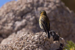 Слика од Phrygilus atriceps (d'Orbigny & Lafresnaye 1837)