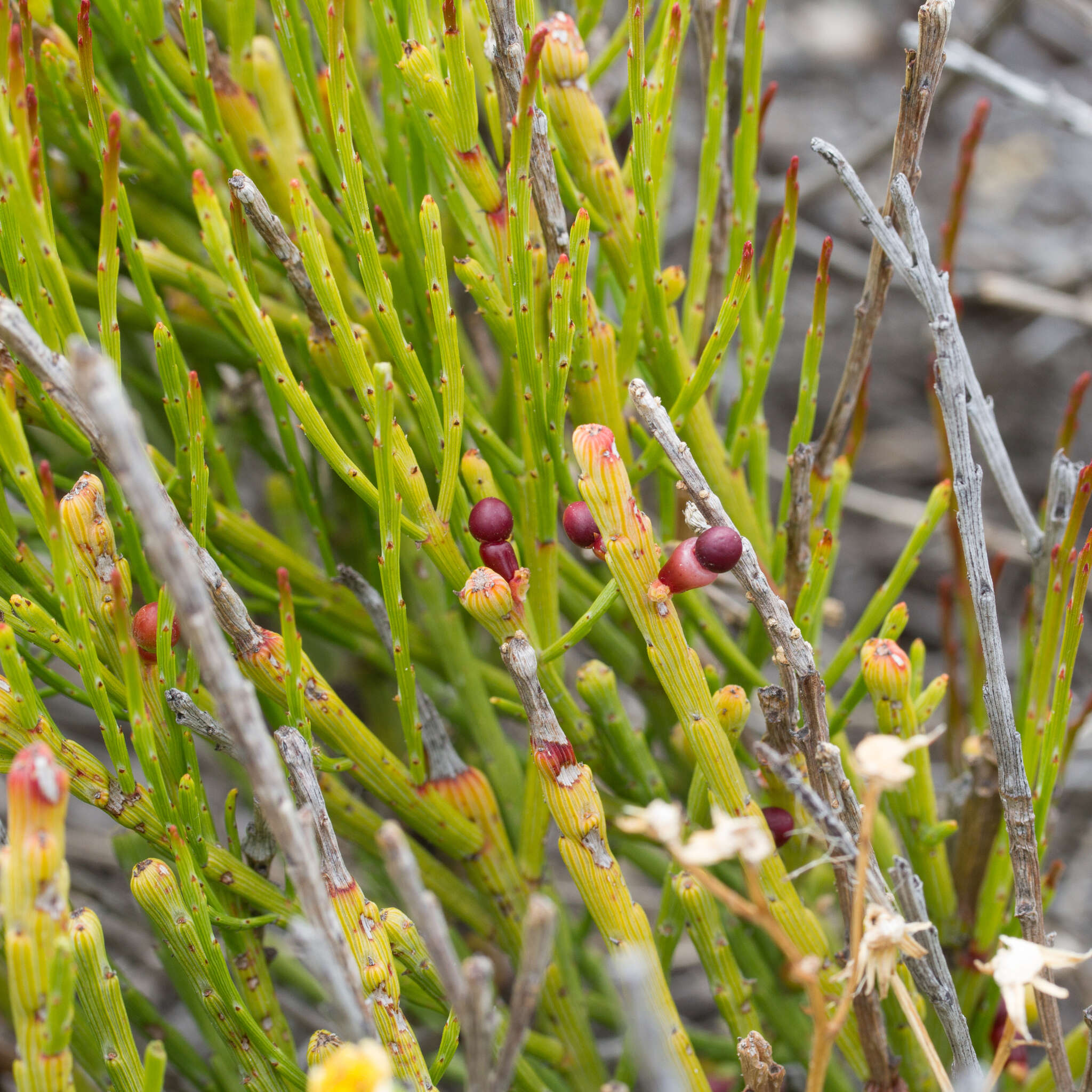 Image of Exocarpos syrticola (F. Müll. ex Miq.) Stauffer