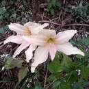 Слика од Hippeastrum evansiae (Traub & I. S. Nelson) H. E. Moore