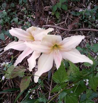 Hippeastrum evansiae (Traub & I. S. Nelson) H. E. Moore resmi