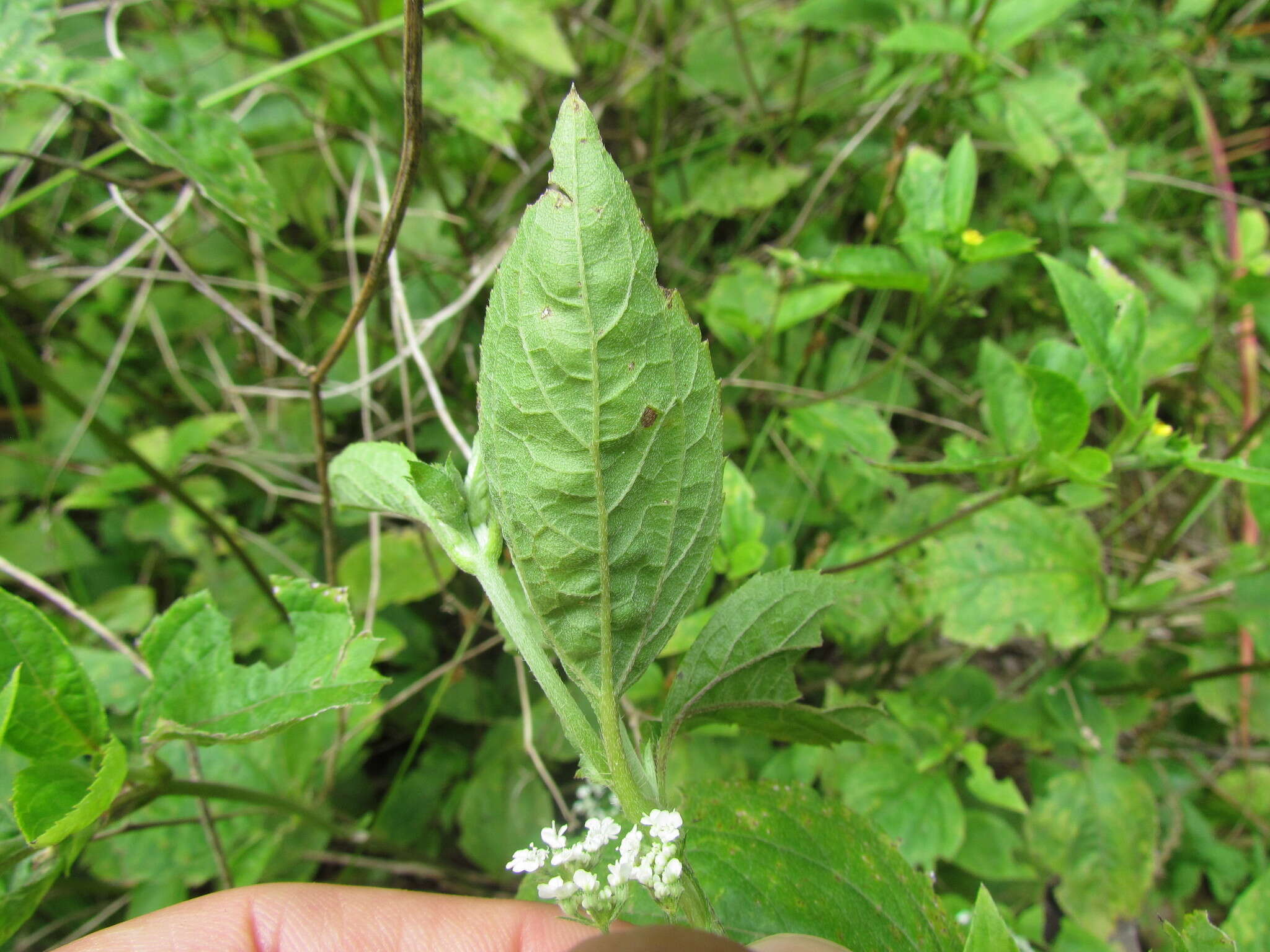 Image of Calyptocarpus brasiliensis (Nees & Mart.) B. L. Turner