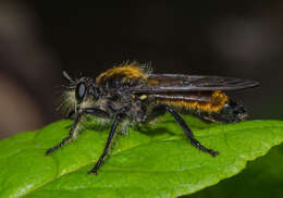 صورة Laphria aktis McAtee 1919