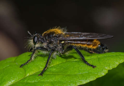 Image of Laphria aktis McAtee 1919