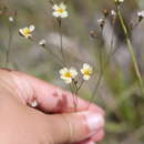 Image of Linum burkartii Mildner