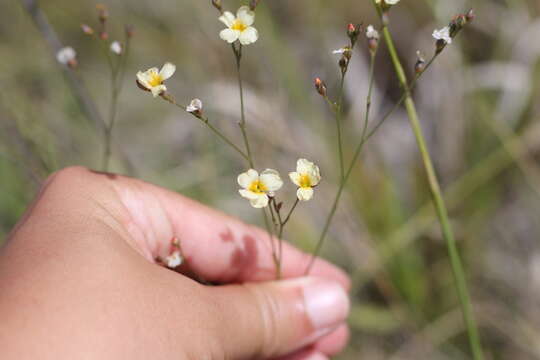 صورة Linum burkartii Mildner