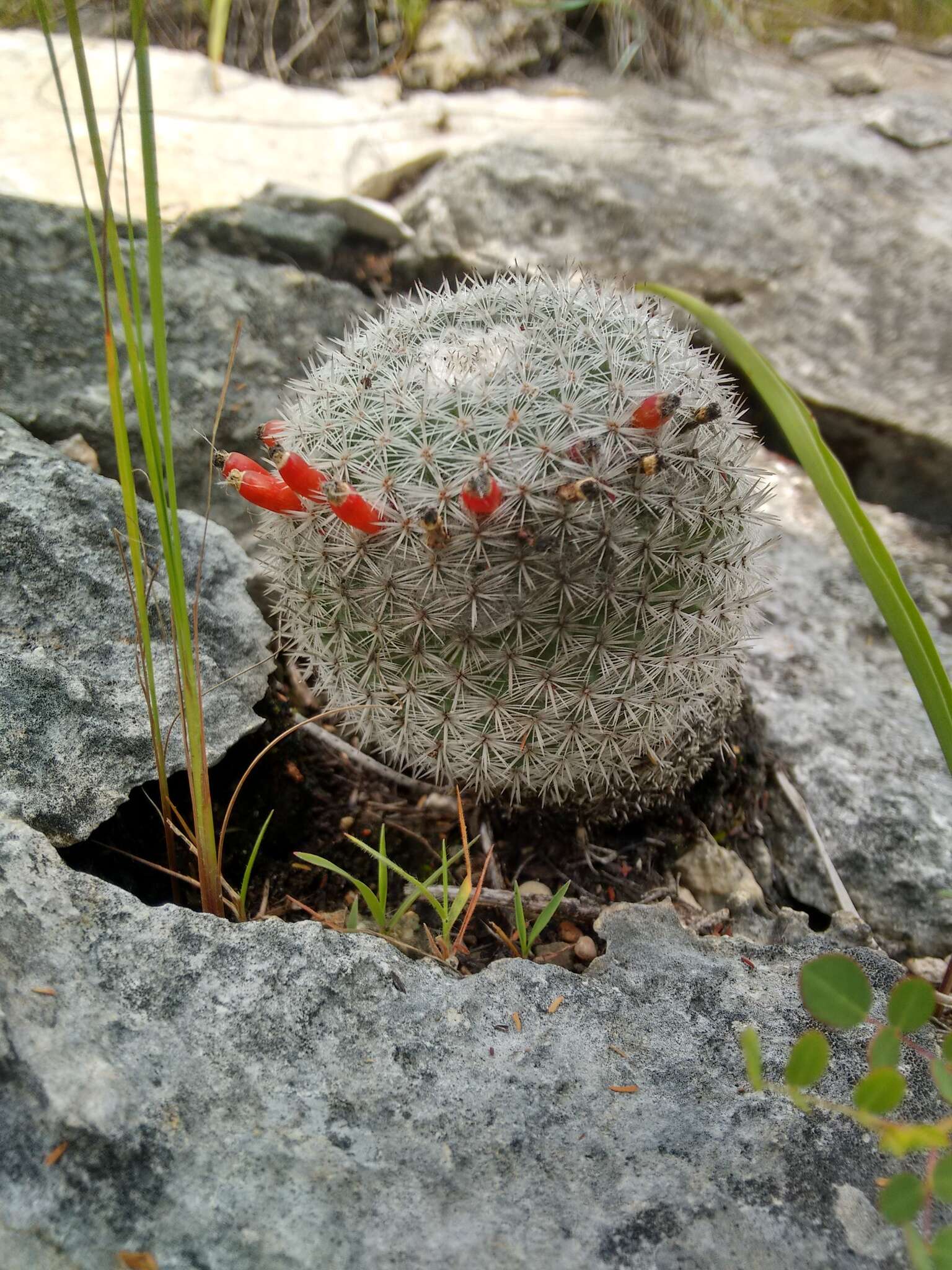 Image of Mammillaria albilanata subsp. tegelbergiana (G. E. Linds.) D. R. Hunt