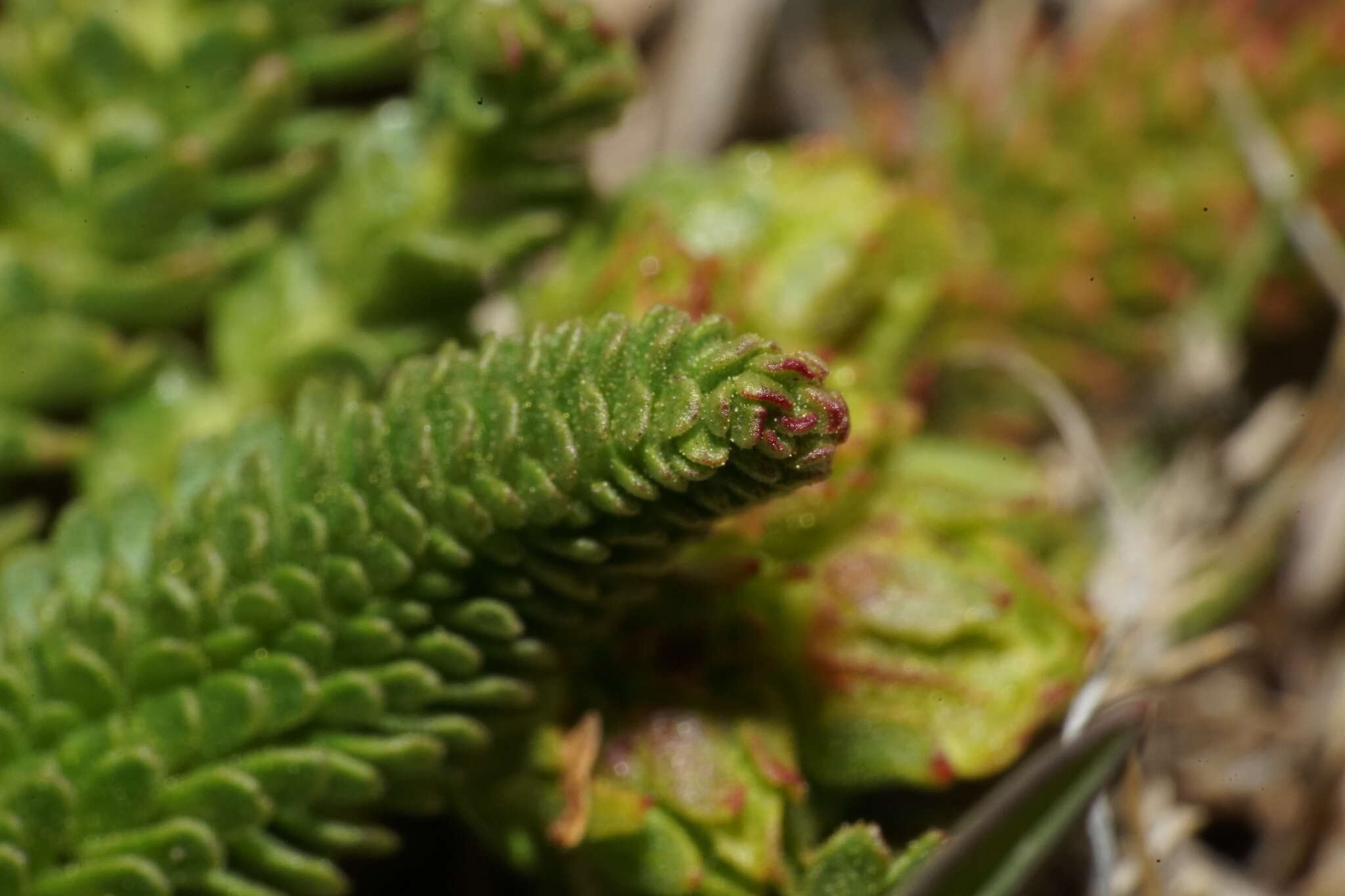 Image of clubmoss mousetail