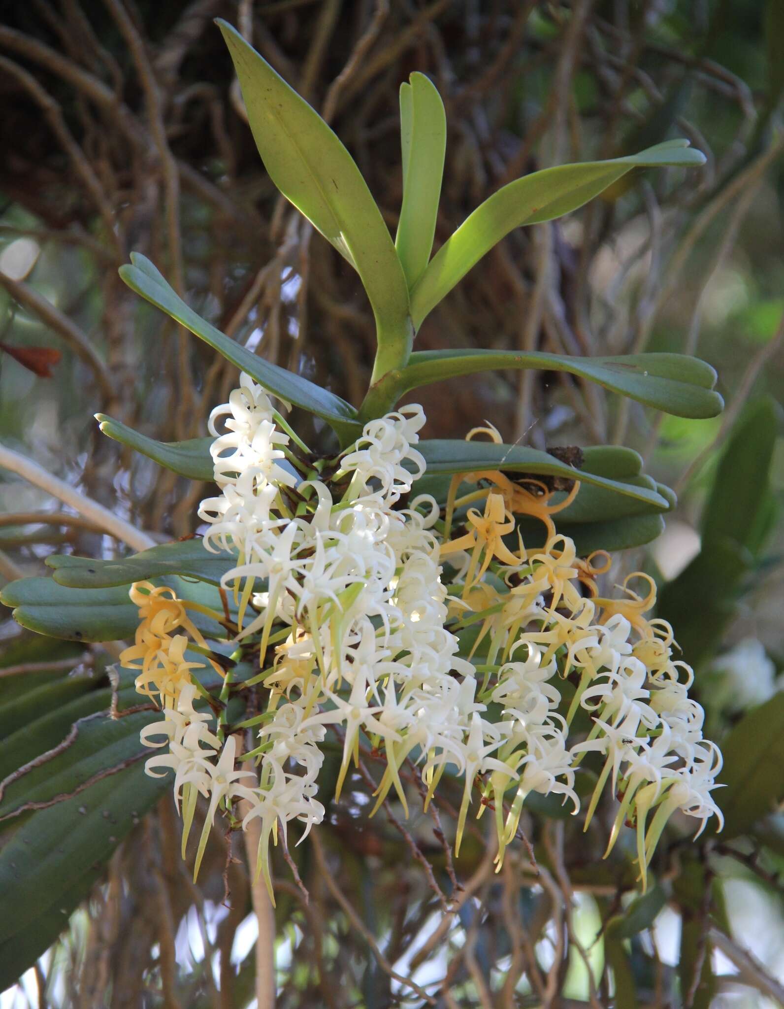 Sivun Cyrtorchis arcuata (Lindl.) Schltr. kuva