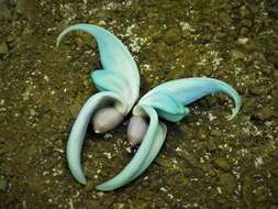 Image of Jade Vine