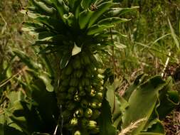 صورة Eucomis autumnalis (Mill.) Chitt.