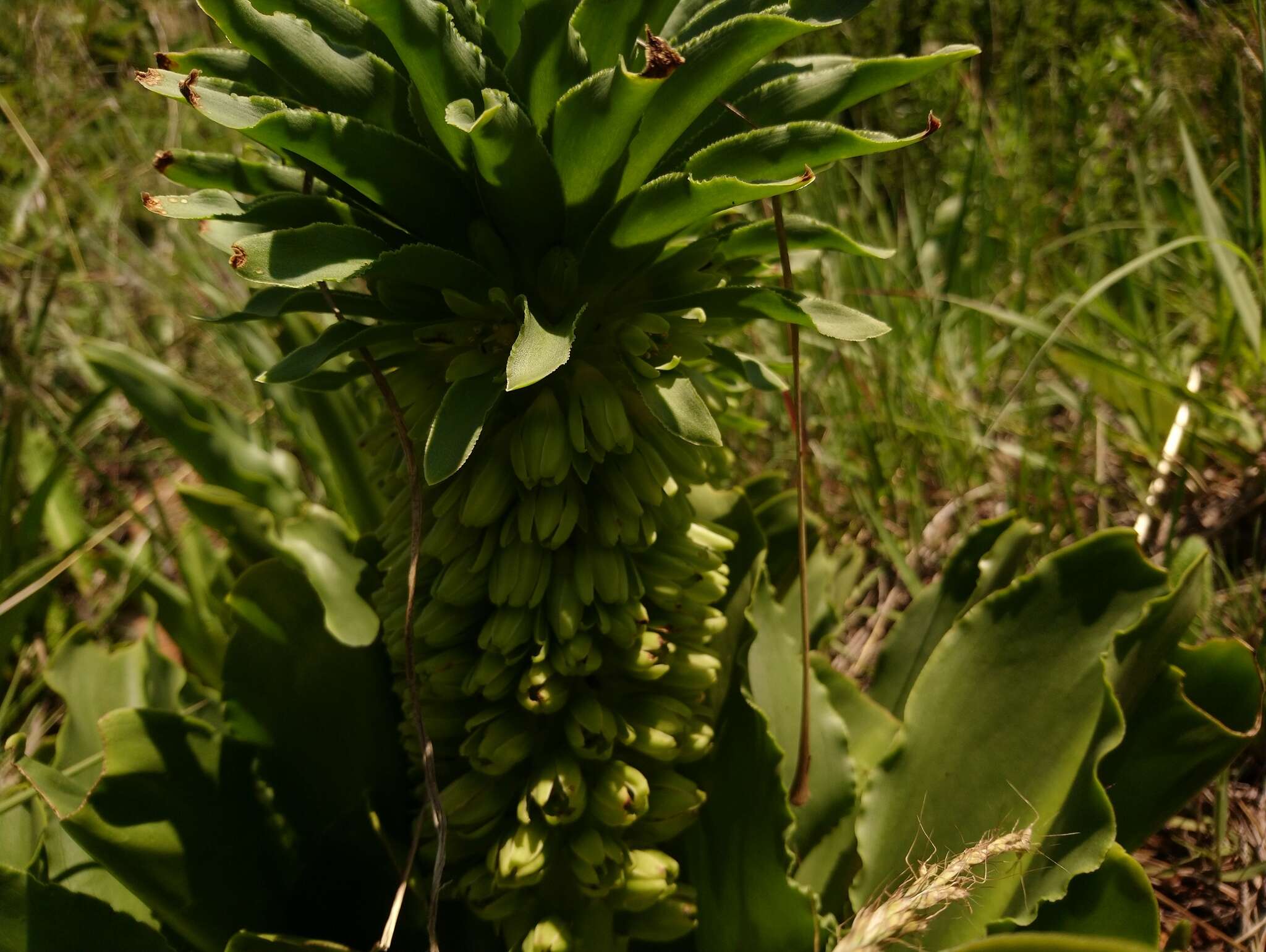 صورة Eucomis autumnalis (Mill.) Chitt.