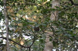 Image de Cyclopedidae Pocock 1924