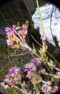 Image of Pentagonal Spoonfig
