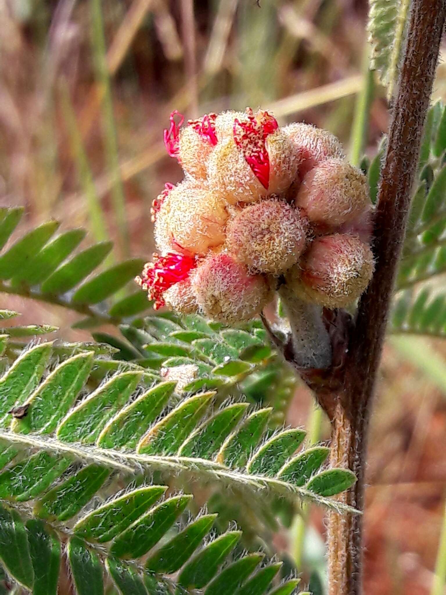 Calliandra dysantha Benth.的圖片