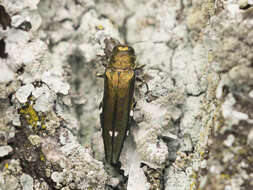 Image of Oak Splendor Beetle